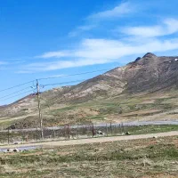 گوساله سیمینتال اصل
