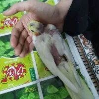 جوجه عروس