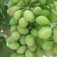 غوره انگور