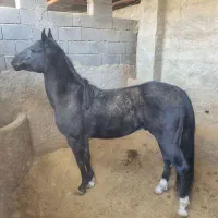 اسب خون دار نام نشون دار کره سهراب کرمانشاه