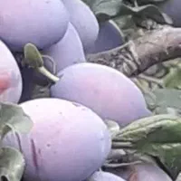 فروش آلو خرمایی بخارا  برای خشکباری و تازه خوری