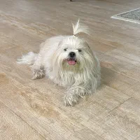 سگ پشمالو سفید