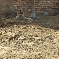 سگ گله
