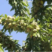 بادام های شما را روی درخت خریدارم