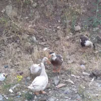اردک (سونه)