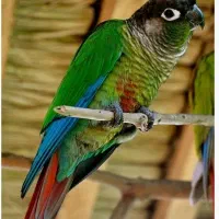 (گمشده) طوطی گرینچیک
