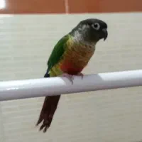 طوطی گرینچ|پرنده|مهاباد (آذربایجان غربی), |دیوار