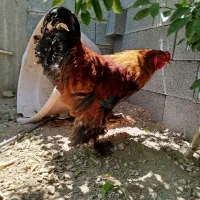 خروس برهما سایز بزرگ