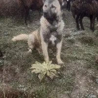 سگ گم شده