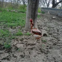 مرغ لاری جوان تازه به تخم افتاده