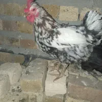 مرغ گلین جوان