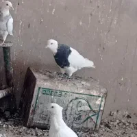 11تا کفتر