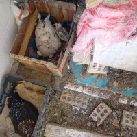 مرغ  و مرغ کرچ