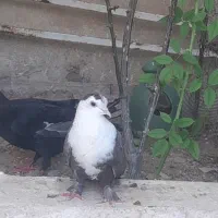 ماده مخمل قهوه ای