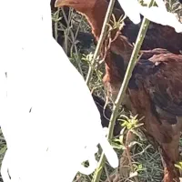 جوجه خروس لاری