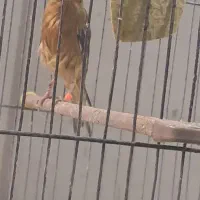 قناری بخون مست
