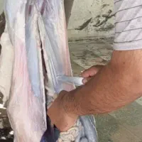 قصاب جهت ذبح گوسفند
