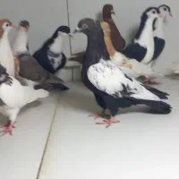 جوجه رنگی