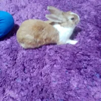 خرگوش نر