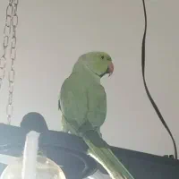 ملنگو|پرنده|قدس, شهر‌قدس|دیوار