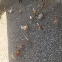 مرغ و جوجه