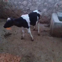 گوساله  نابینا ماده هلشتاین