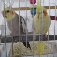 عروس هلندی