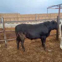 گوساله چاق ریز قلم