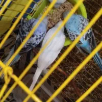 چهار عدد مرغ عشق سرحال آماده جهت جفت