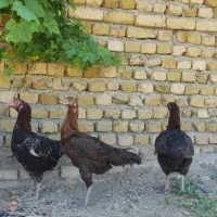 مرغ لاری