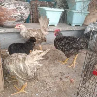 سه تا مرغ سفید یکی دورنگ