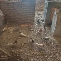 سلام درود کبوتر هام زیاد شدن میخوام کم کنم