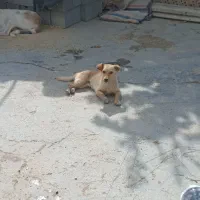 مرغ
