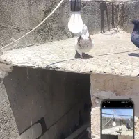 طوقی سرول نر و قلدر
