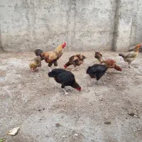 مرغ و خروس دو رگ لاری