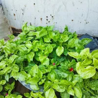 گل و گیاه خونه ای قوی ضمانتی