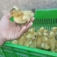 جوجه اردک کاکلی