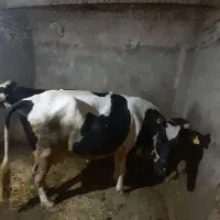 گاو