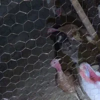 جوجه قوغاز و قوغاز وبوقلمون فروشی