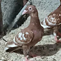 کبوتر جوجه میولمنز  هوش عالی