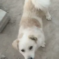 پاکوتاه نر