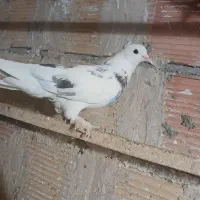 کبکی خیلی عالی من شهرستانی بازم