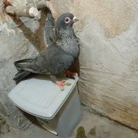 کفتر