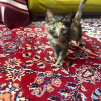 واکذاری رایگان بچه گربه