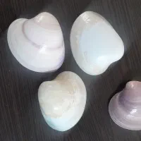 صدف