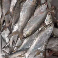 صبور کوچیک و بزرگ موجوده