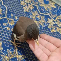 جوجه مینا