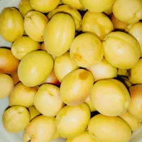 زردآلو پیوندی