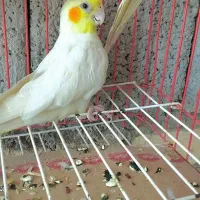 عروس هلندی