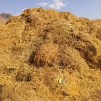 کاه گندم خرمن‌کوب بادی